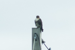 Buteo jamaicensis umbrinus