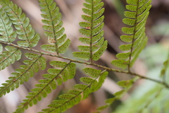 Dryopteris sacrosancta
