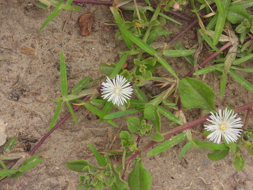 Image of Mesembryanthemum aitonis by (c) amantedarmanin, some rights reserved (CC BY)