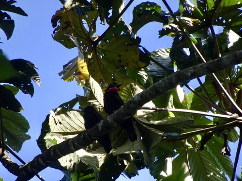 Querula purpurata