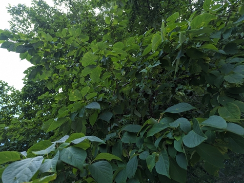 Image of Halesia carolina by no rights reserved