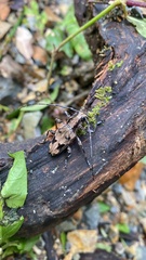 Image of Steirastoma coenosum