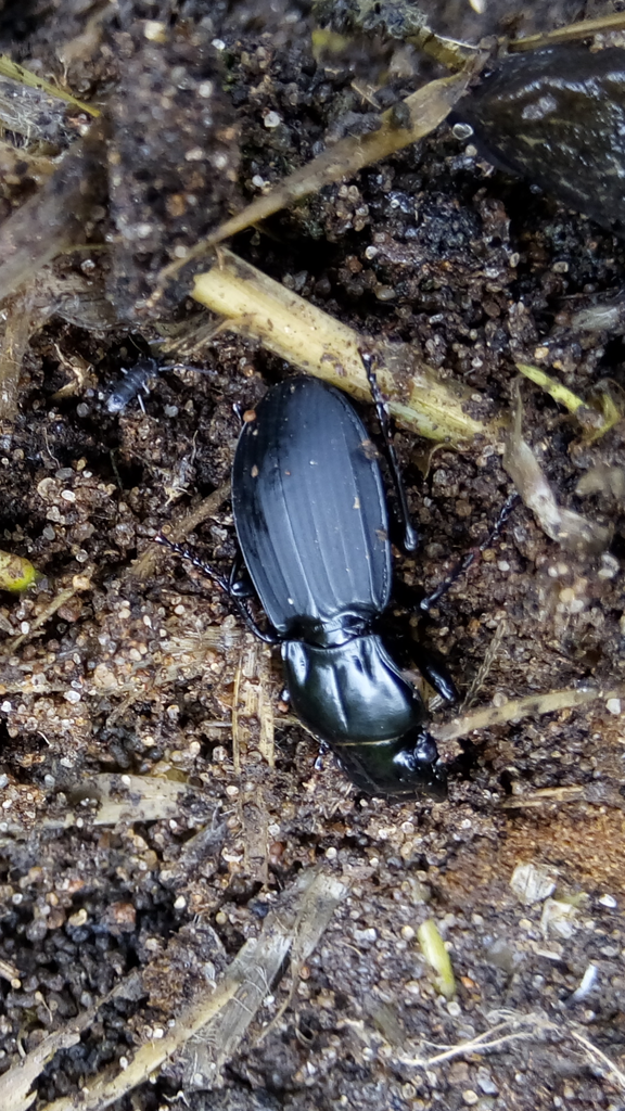 Percus lineatus