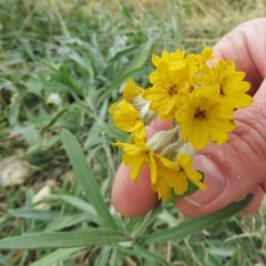 Psilostrophe gnaphalodes