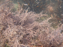Lithothrix aspergillum
