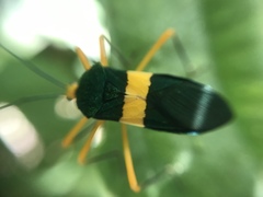 Paryphes