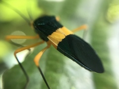 Paryphes