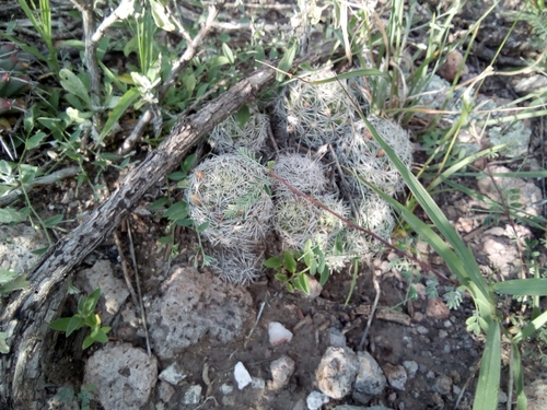 Mammillaria decipiens