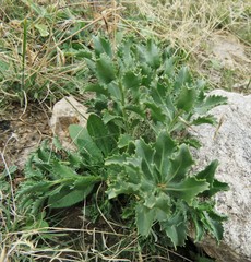Stillingia treculiana