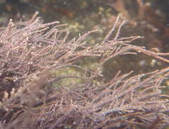 Lithothrix aspergillum