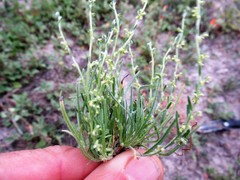 Pectocarya heterocarpa