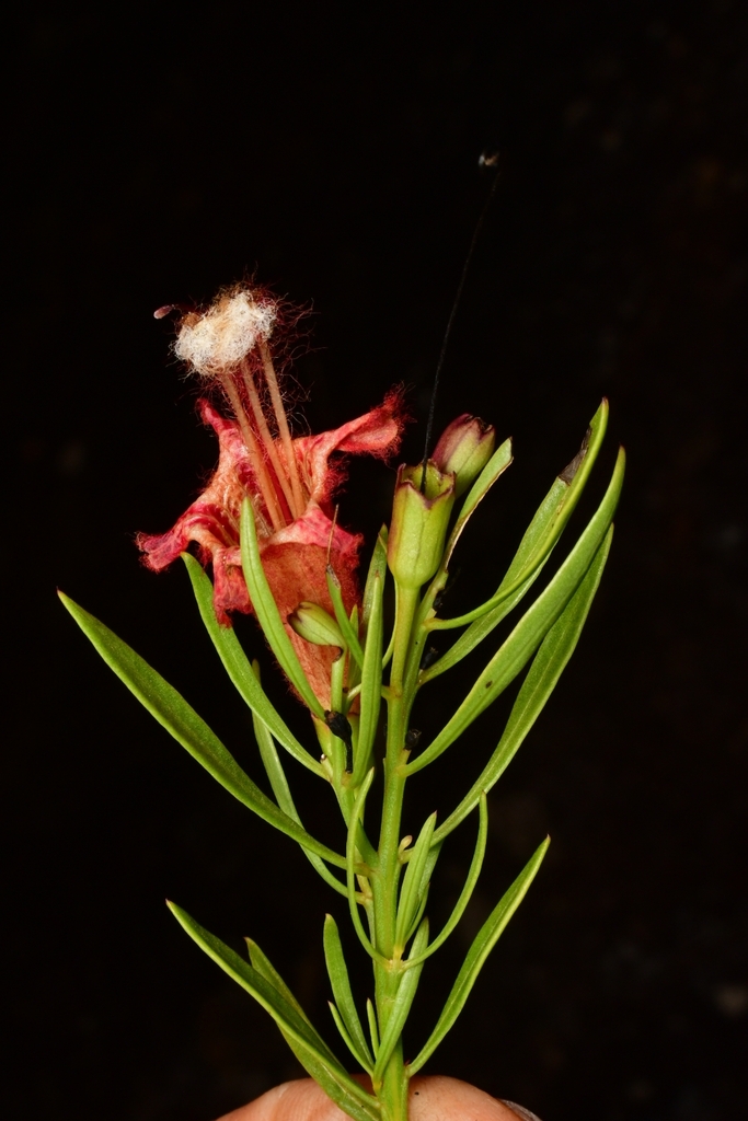 Esterhazya nanuzae
