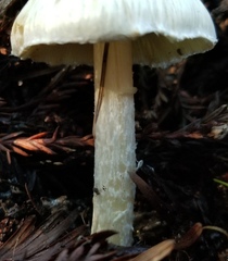 Inocybe sororia image