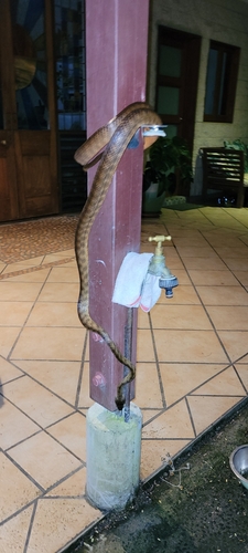 Brown Tree Snake sighting