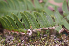 Dryopteris lacera