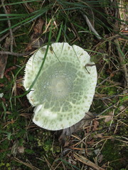 Russula parvovirescens
