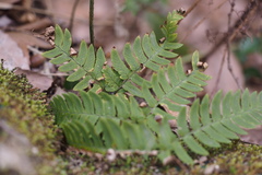 Dryopteris lacera