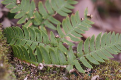 Dryopteris lacera
