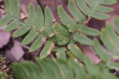 Dryopteris lacera