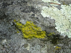 Chrysothrix onokoensis