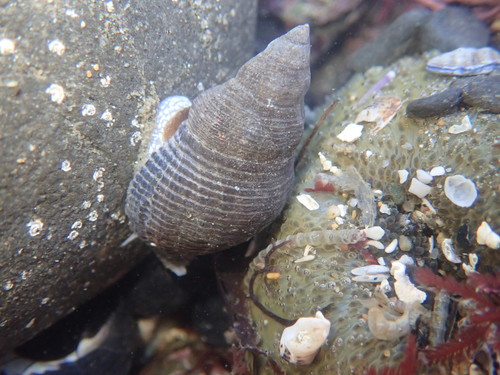 Dire Whelk