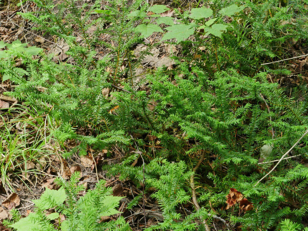 Taxus canadensis — a easy houseplant, prefers partial sun light