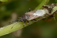 Rhypodes