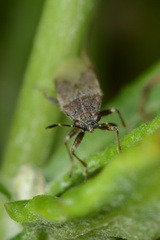 Rhypodes