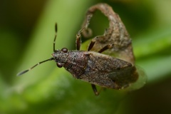 Rhypodes