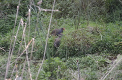 Porphyrio hochstetteri