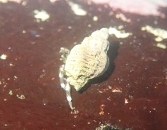 Pagurus hirsutiusculus