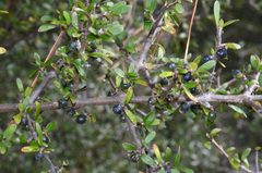 Coprosma propinqua propinqua