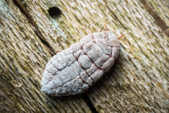 Coelostomidia