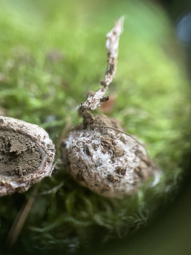 Geastrum (Photo 3 of 5)