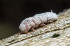 Coelostomidia