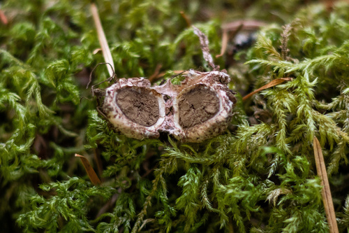 Geastrum