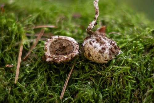 Geastrum (Photo 2 of 5)