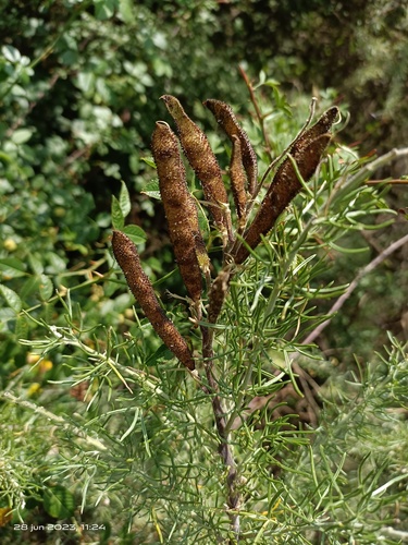 iNaturalist | (c) faluke, some rights reserved (CC BY-NC), uploaded by faluke Representative image of Adenocarpus