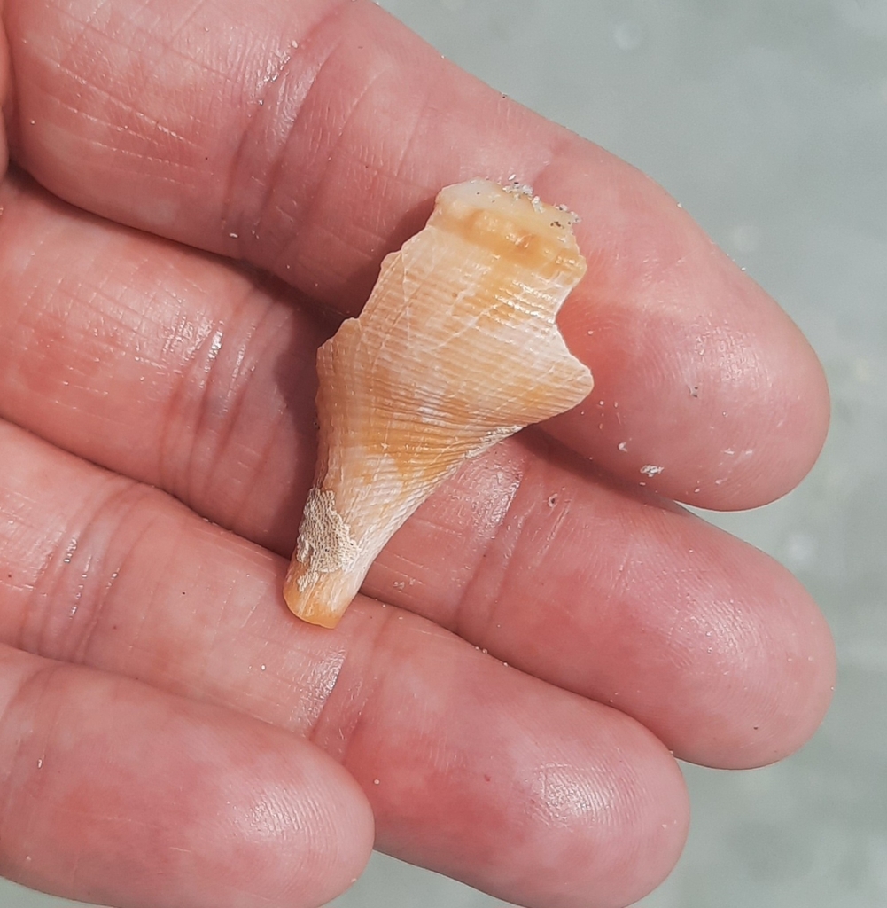 True Whelks from Brunswick County, NC, USA on June 30, 2023 at 12:56 PM ...