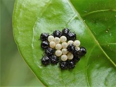 Glaucias amyoti