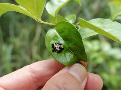 Glaucias amyoti
