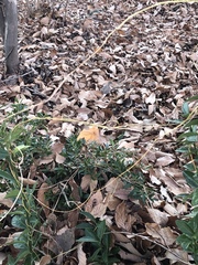 Angiospermae