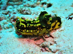 Notodoris gardineri