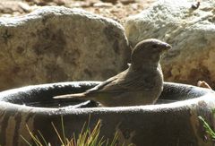 Crithagra albogularis