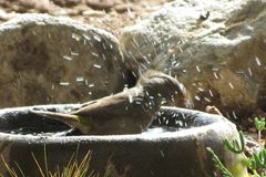 Crithagra albogularis