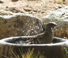 Crithagra albogularis