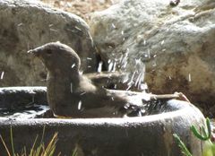 Crithagra albogularis