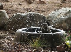 Crithagra albogularis