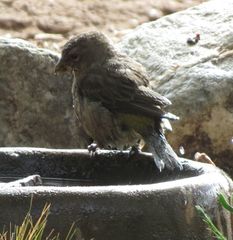 Crithagra albogularis