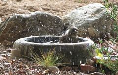 Crithagra albogularis